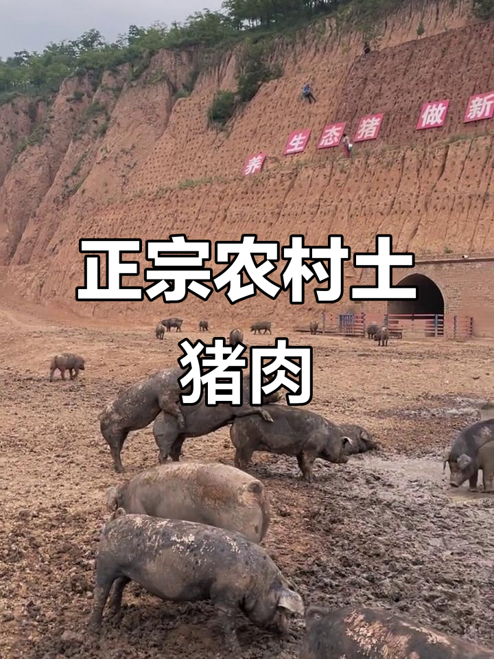 致富经养黑猪四川(致富经cctv7视频养黑豚)