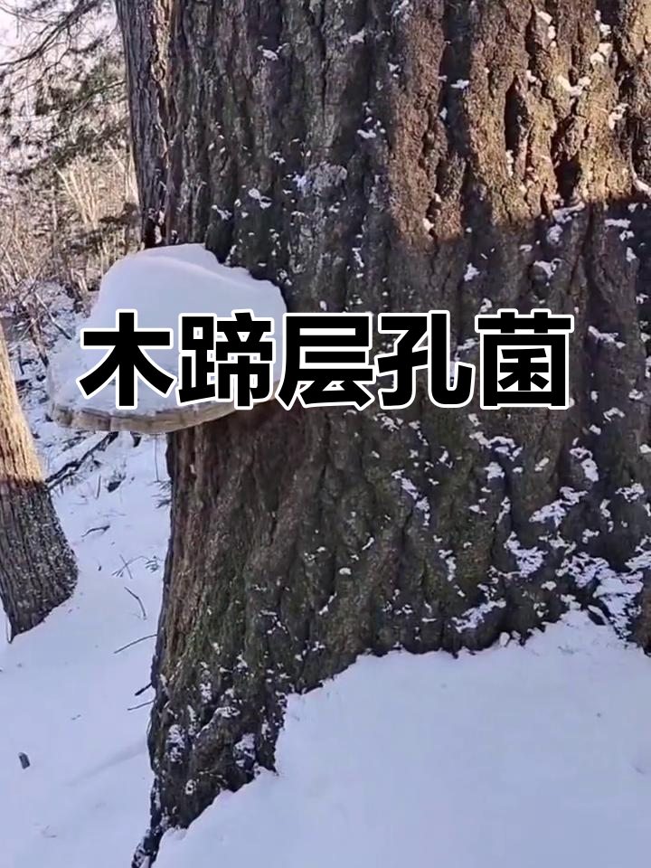 东北林区常见药用菌:木蹄层孔菌