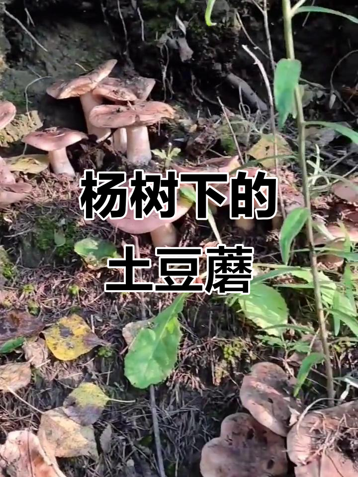 杨树下成群生长的土豆蘑,味道鲜美可食