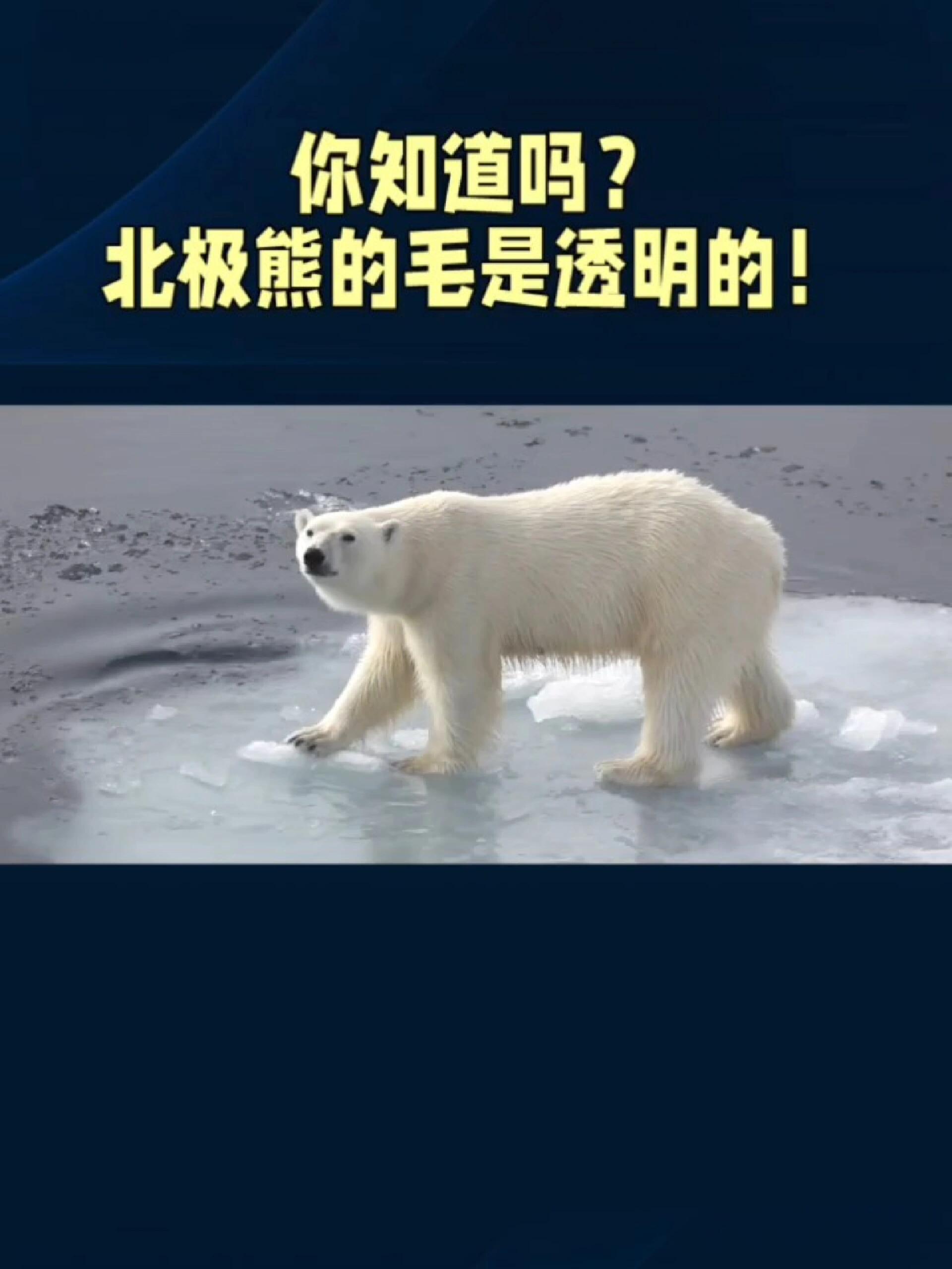 你知道吗?北极熊的毛是透明的!