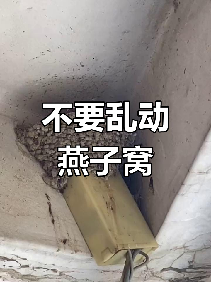 燕子窝为什么不能捅图片