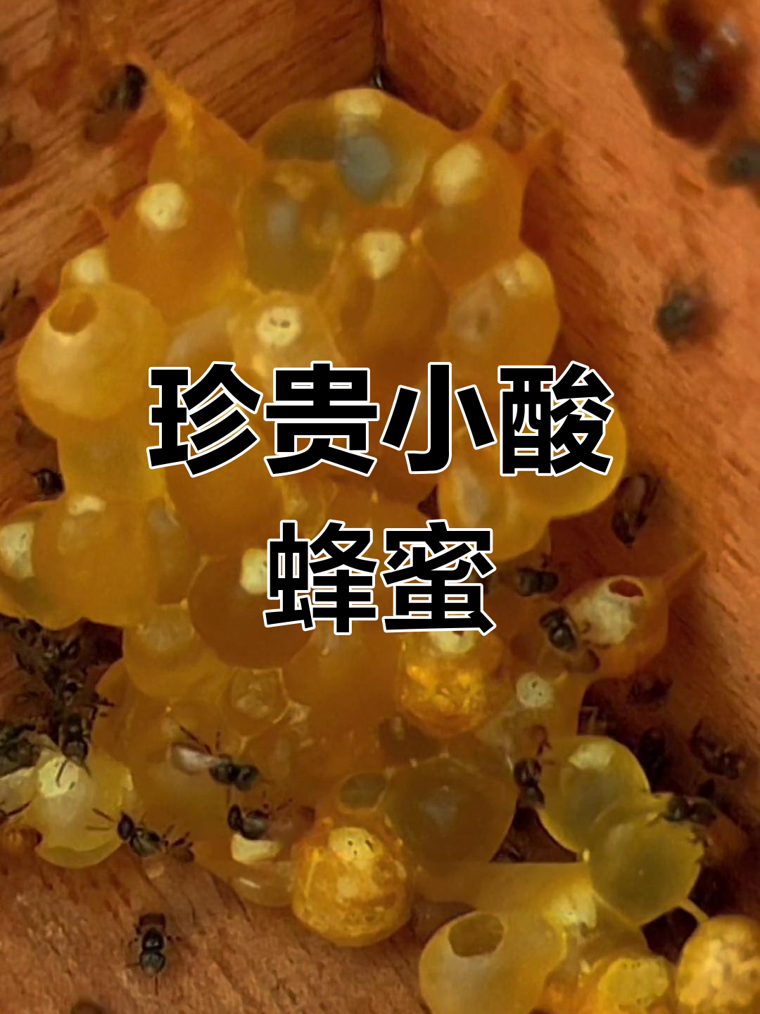 小酸蜂的独特价值与养殖前景