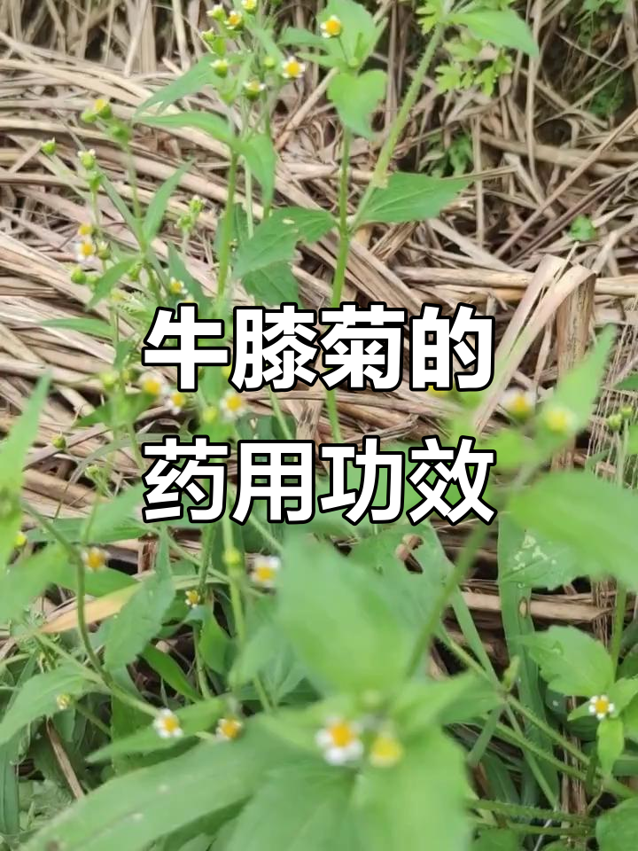 牛膝菊:传统中草药,消炎止血效果显著