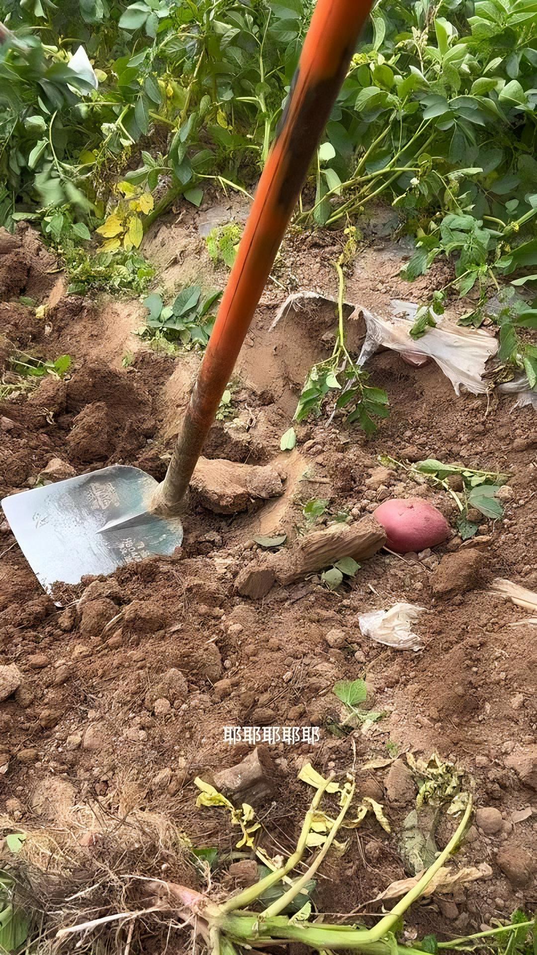 支持三农扶持三农发展 新农人计划2023 优质农产品 云南红皮黄心土豆