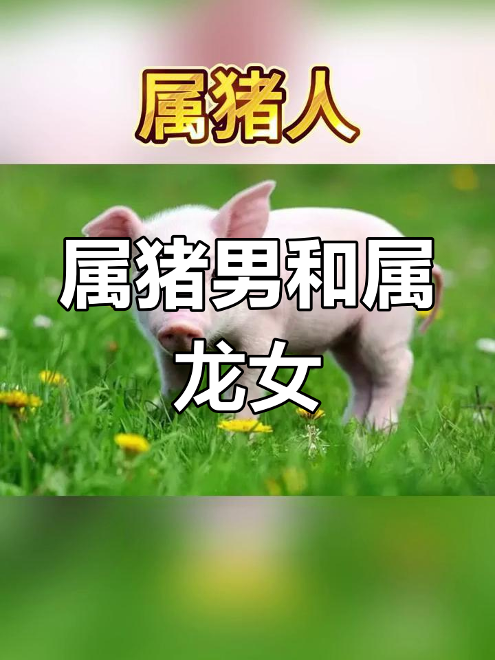 属猪男和属牛女图片