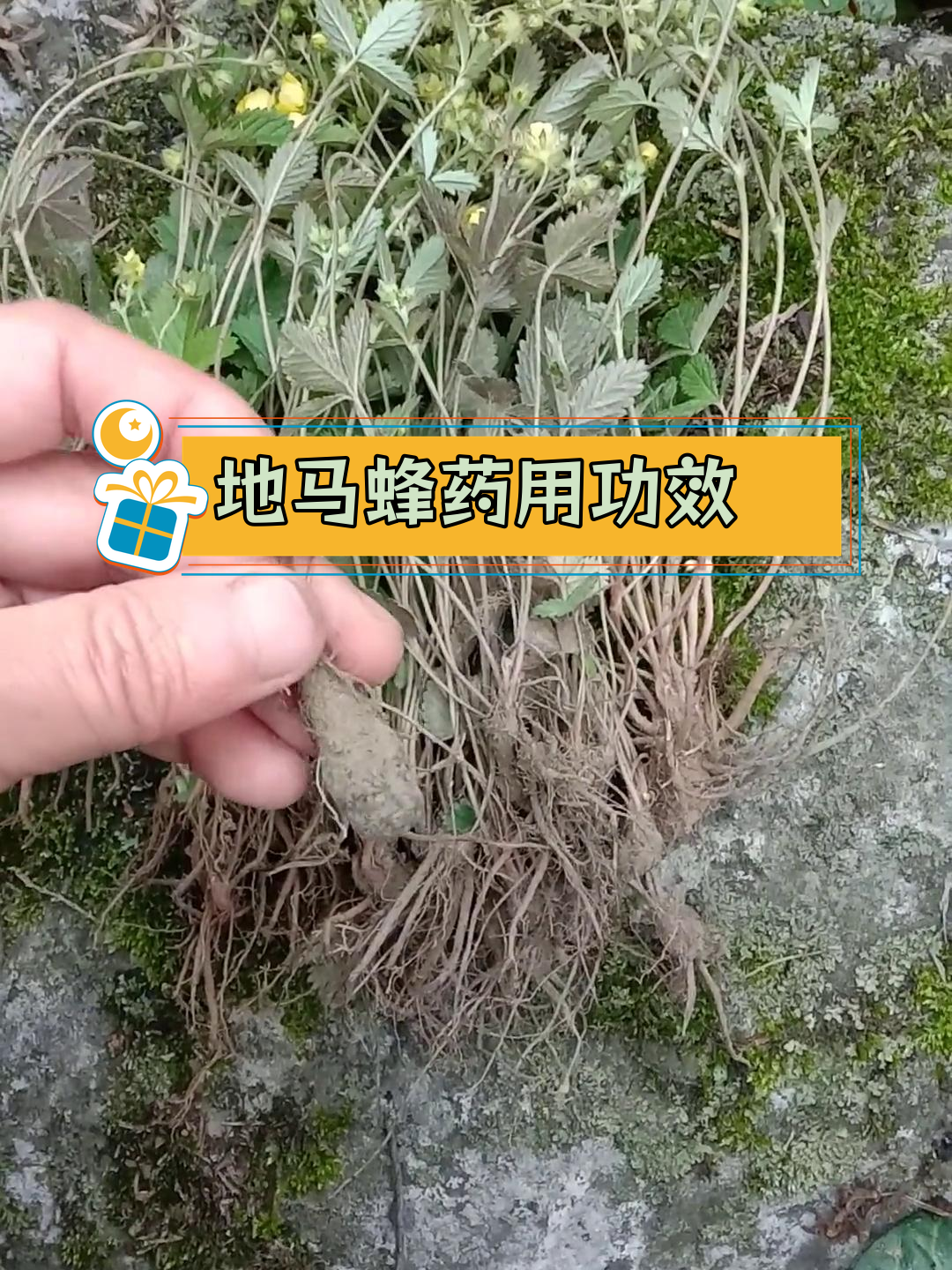 野生药材地马蜂,缓解腰痛腹泻