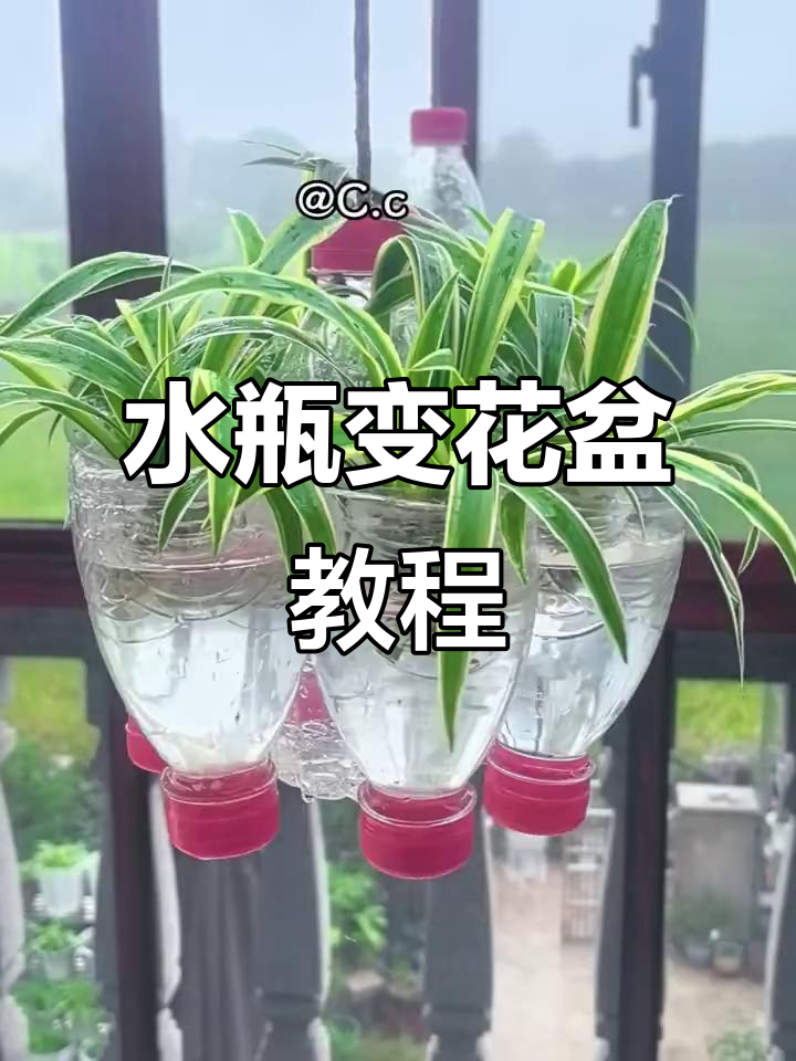 矿泉水瓶变身水培吊兰,简单又美观