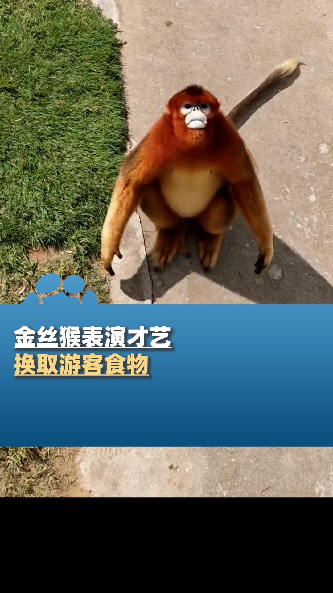 金丝猴表演才艺换取食物,网友:给峨眉山猴子看了 说是摆拍