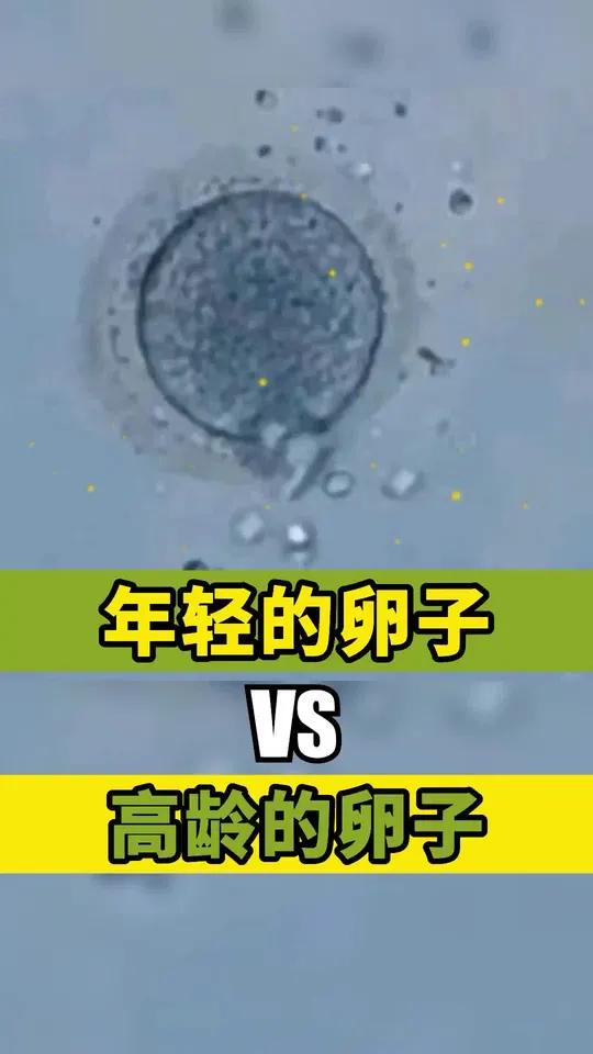 年轻卵子vs高龄卵子,看完有啥想说的