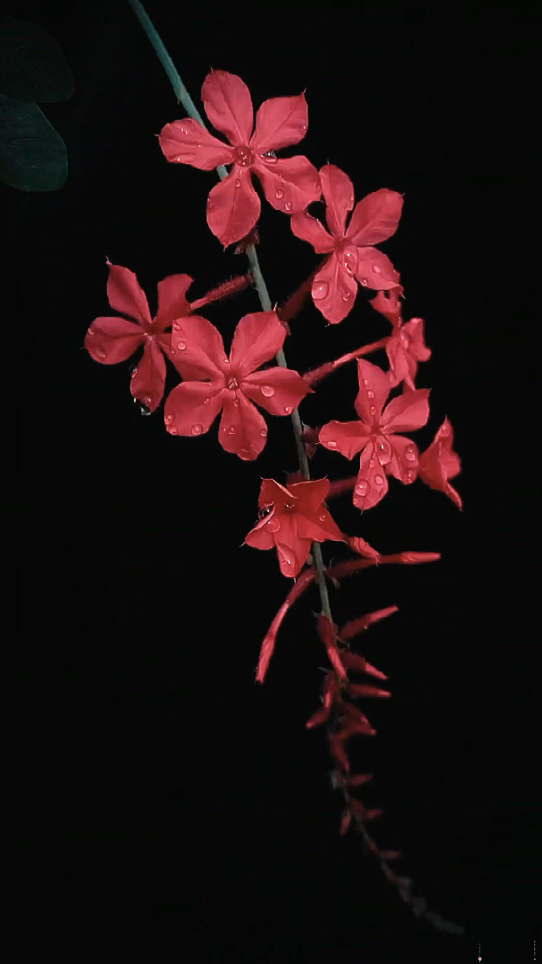 红雪花也喜欢阳光,枝条也需要及时修剪,如果