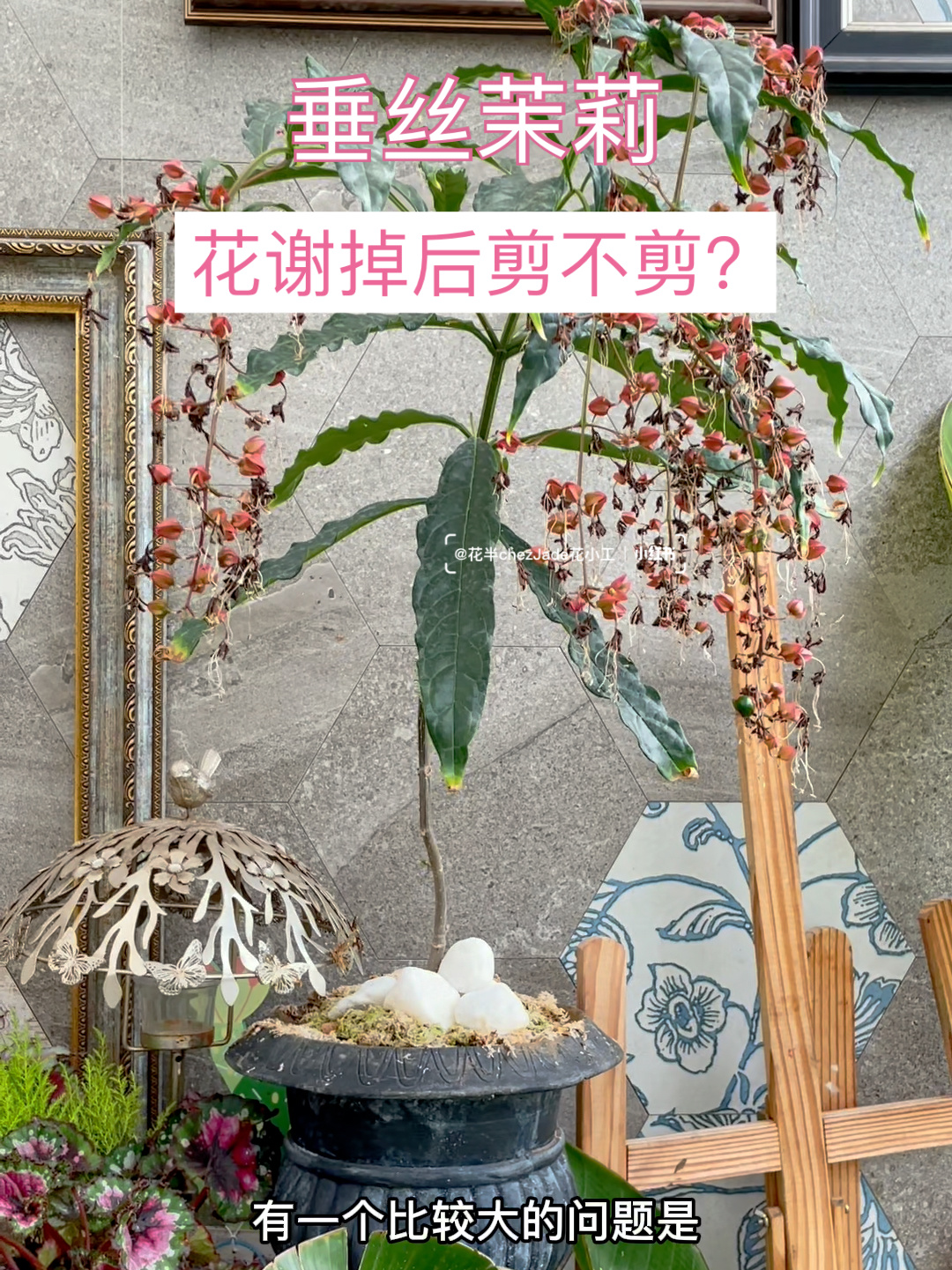 垂枝茉莉花后修剪图片