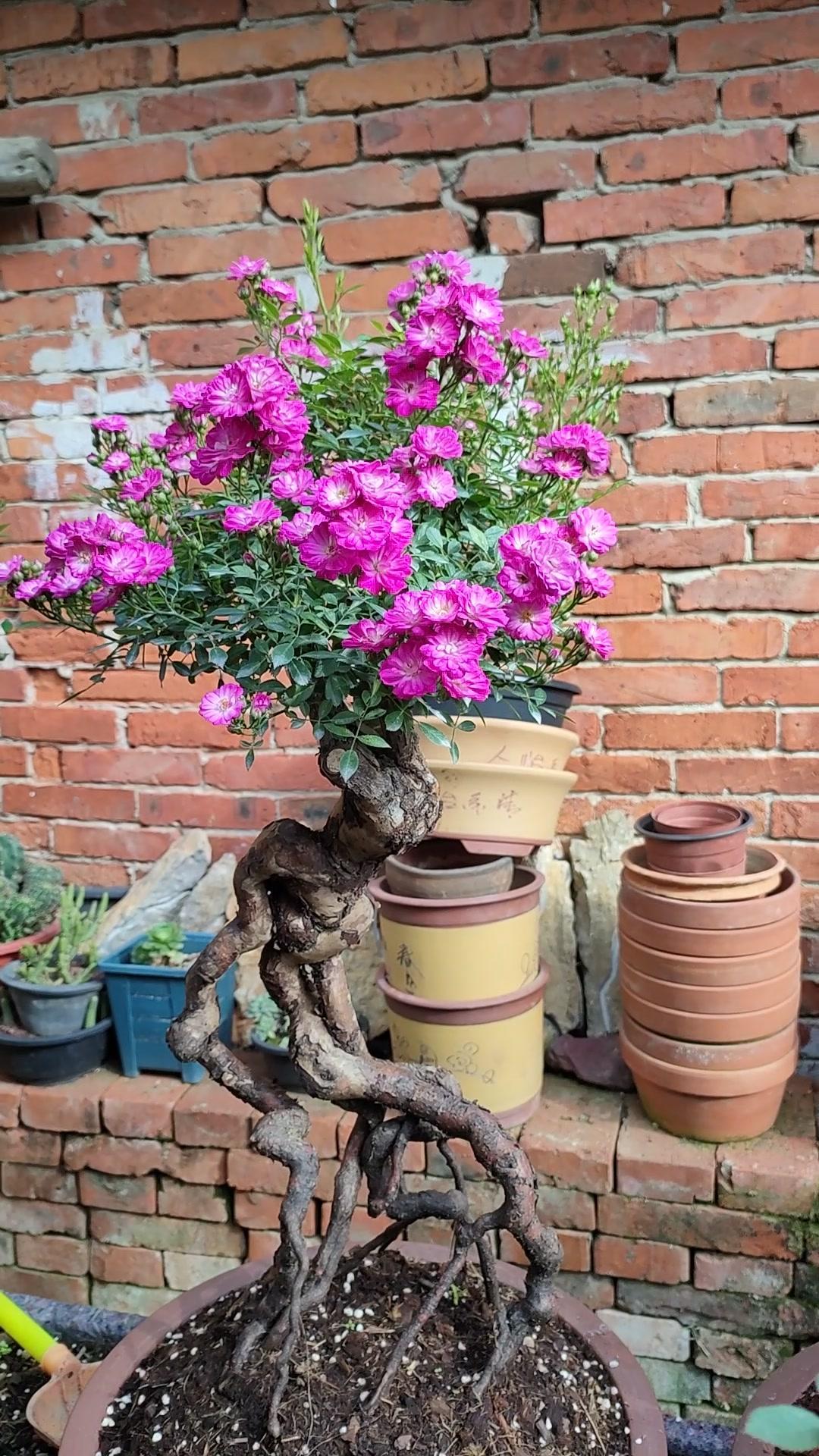 紫红微月月季盆景 月季 嫁接 花卉 花卉绿植 盆栽 盆景 园艺 种花 养