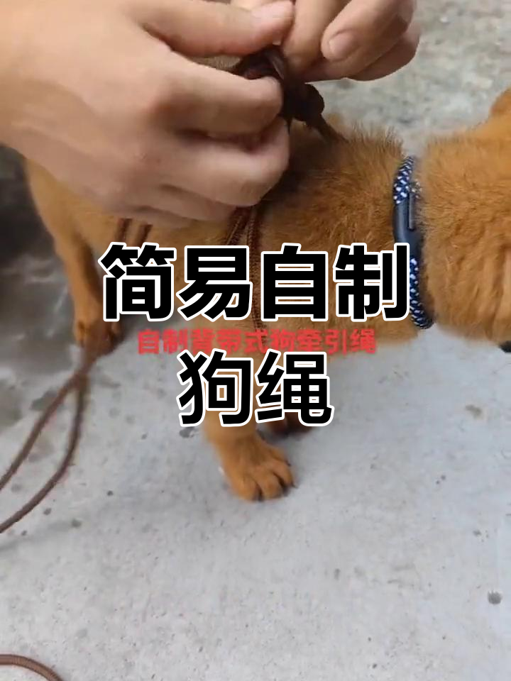 自制背带式狗绳教程,简单实用