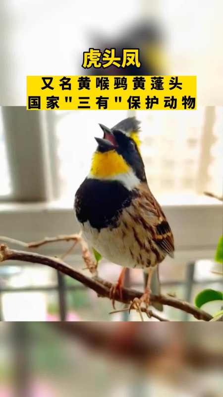 国家三有保护动物 虎头凤 我们的绿水青山-度小视