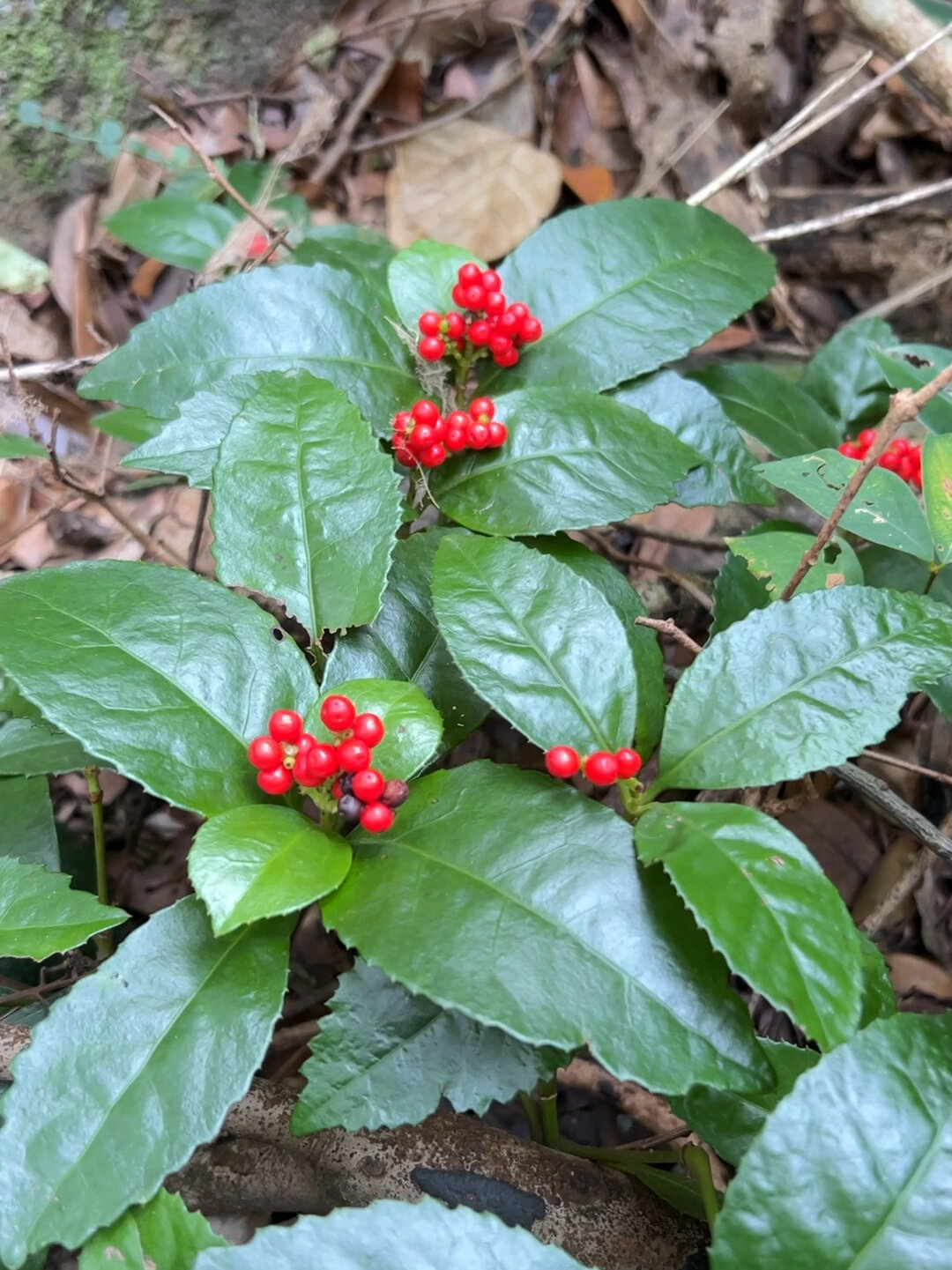 发现一棵漂亮的草珊瑚