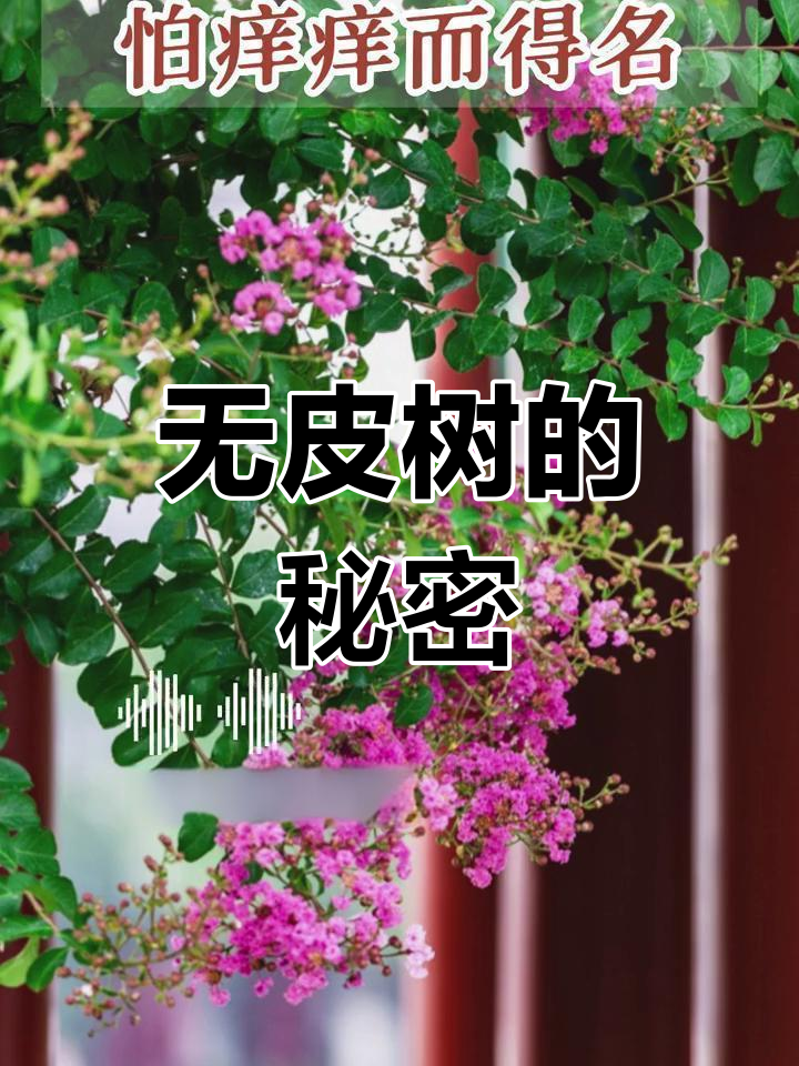 痒痒树ppt图片