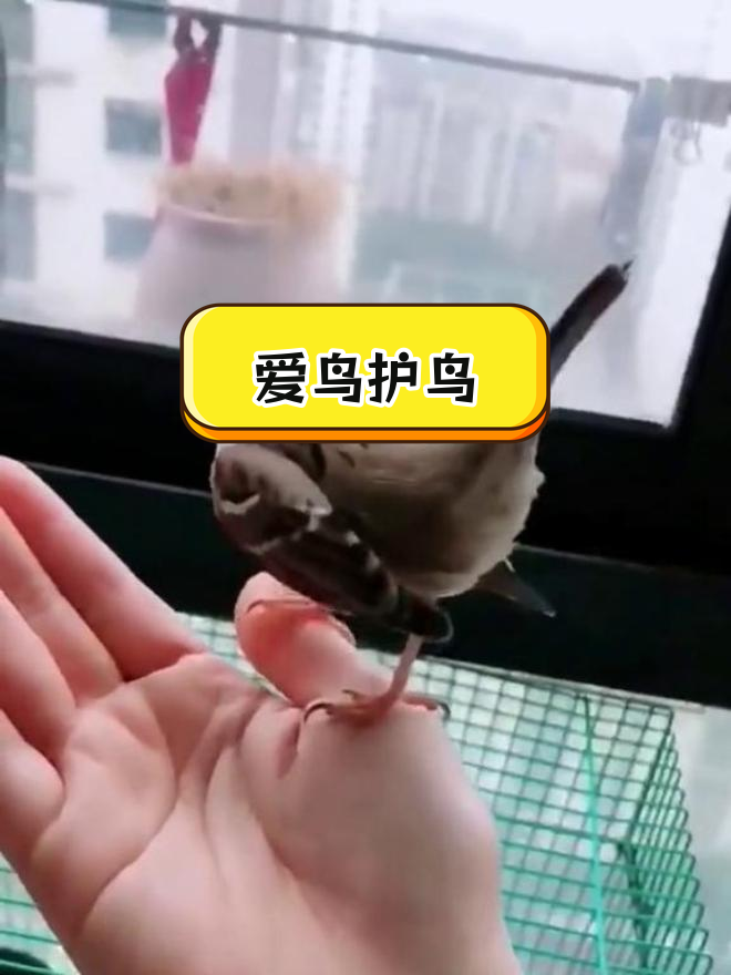 山麻雀的清脆叫声,让人心生喜爱