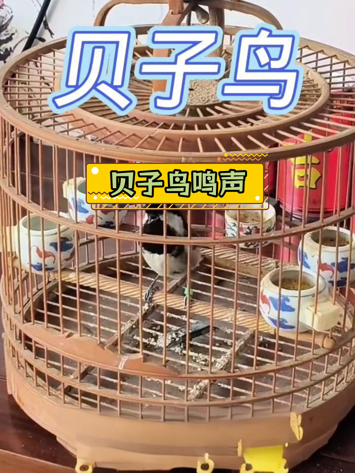 贝子鸟的独特叫声