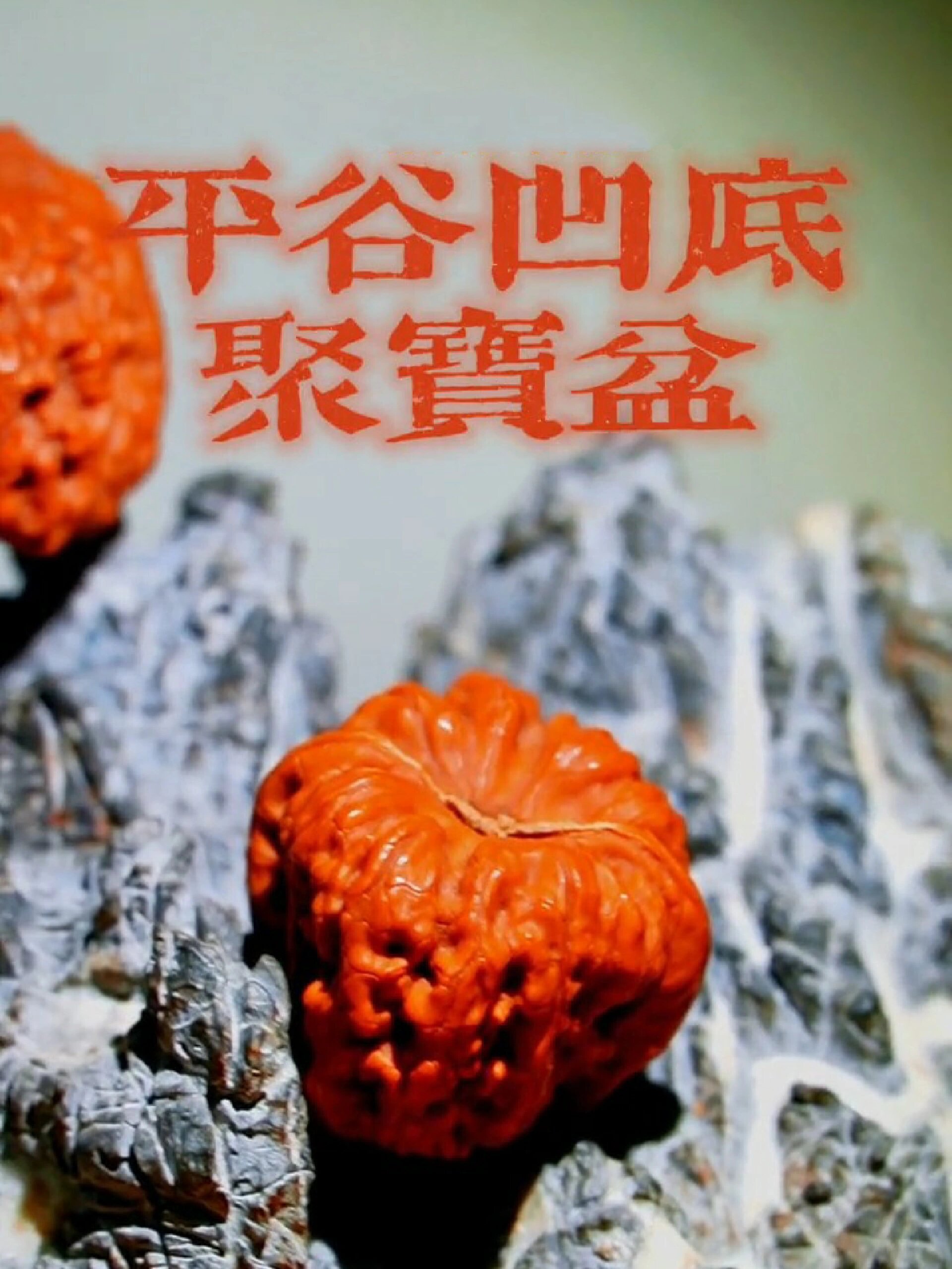 文玩核桃之品种推荐23平谷凹底聚宝盆狮子头