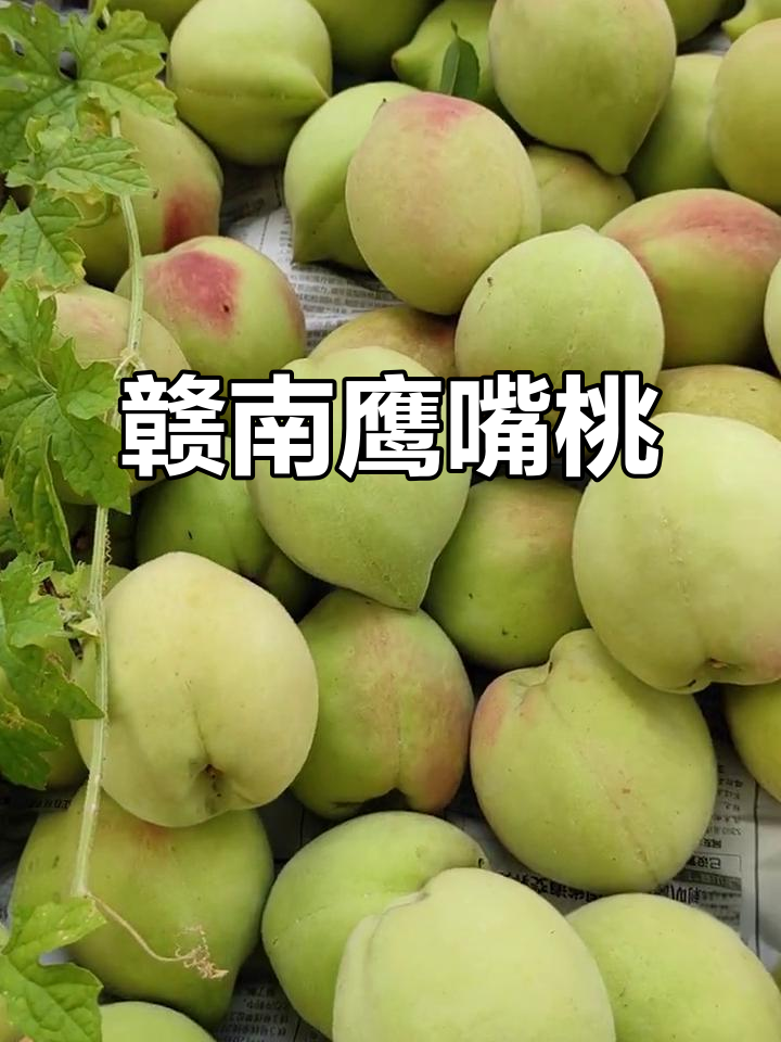 赣南鹰嘴桃:青皮红心,脆甜多汁,吃上一口停不下来