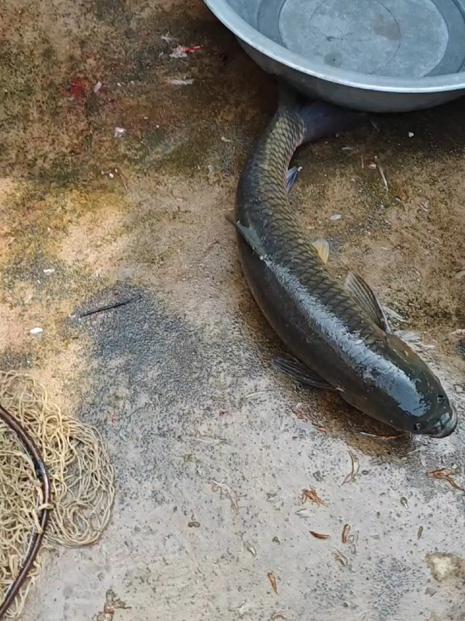 鱼塘里唯一的一条鱼,差不多一个钟才捉到