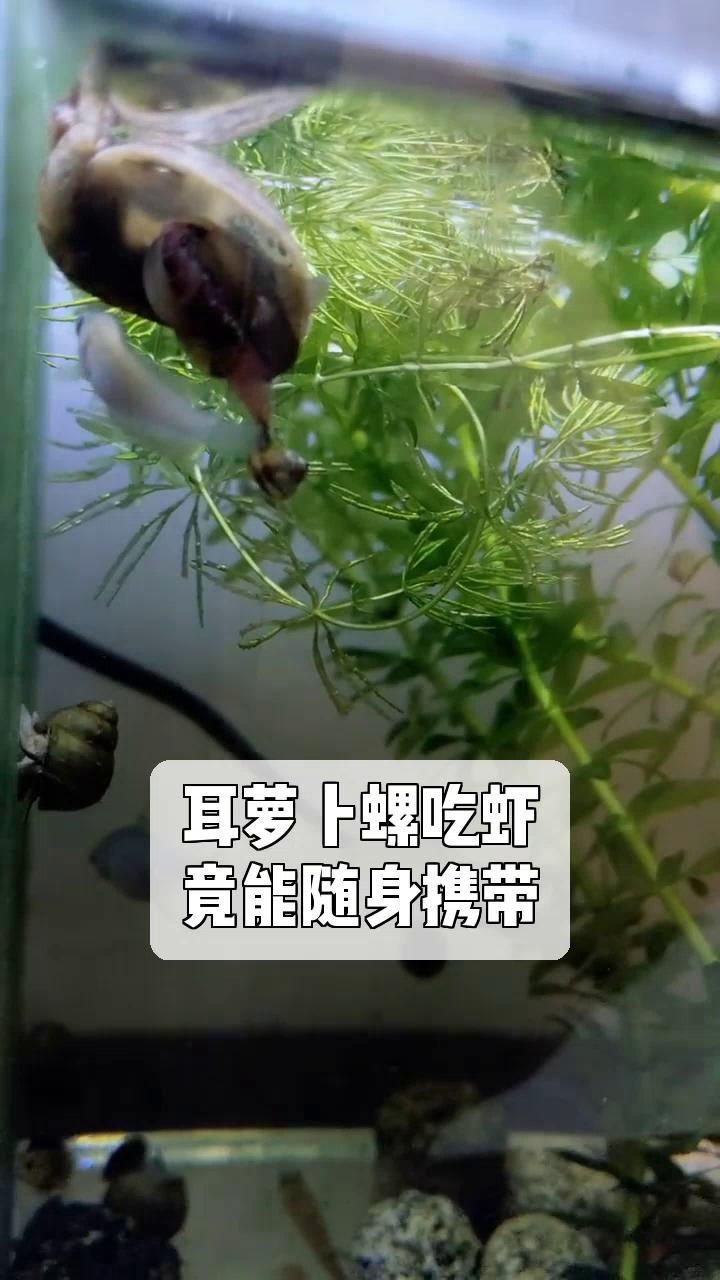 耳萝卜螺吃虾,竟能随身携带?