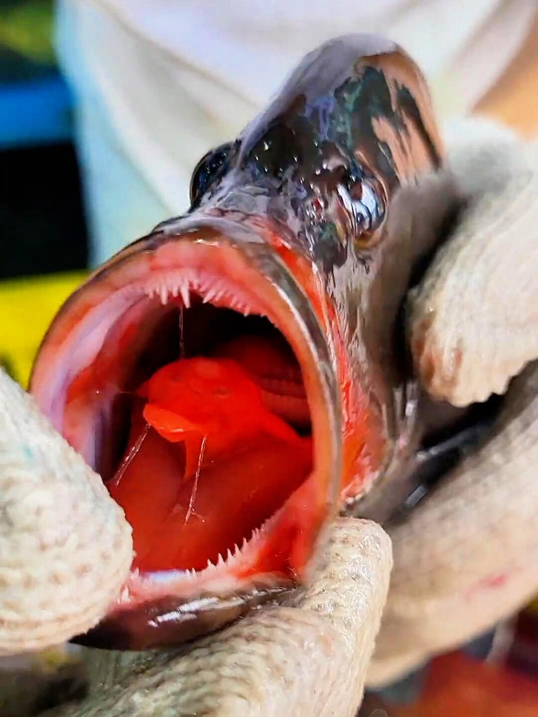 血盆大口的斑类黑鱼,别被它外表骗了