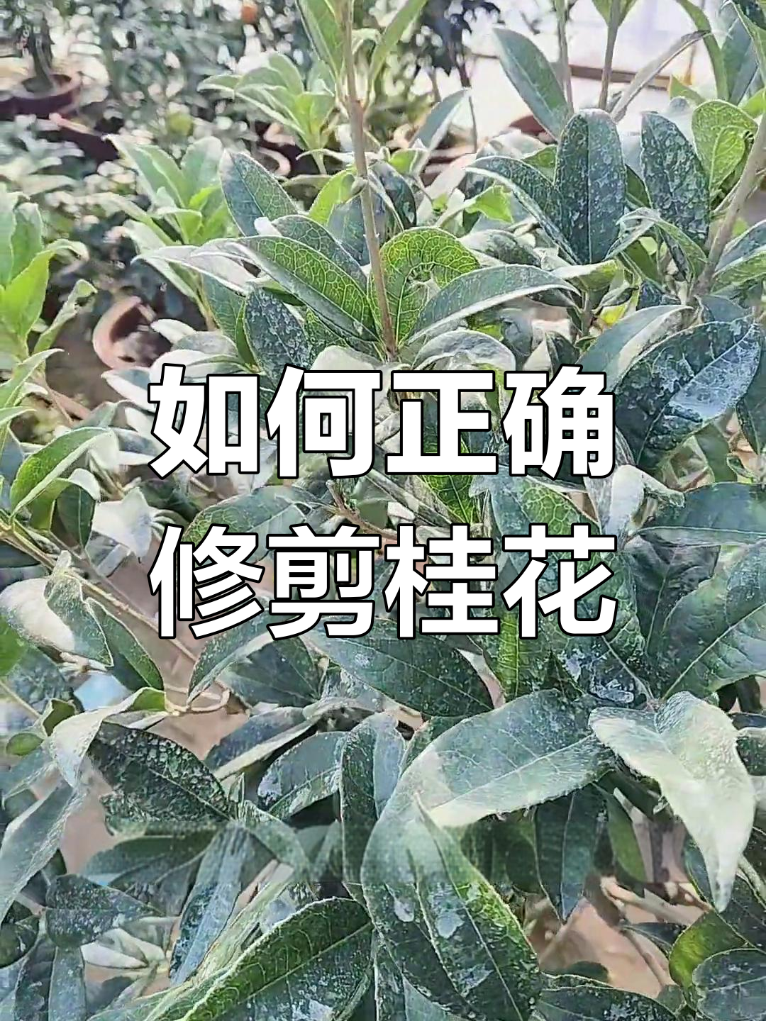 桂花修剪技巧大公开,轻松学会如何修整枝条
