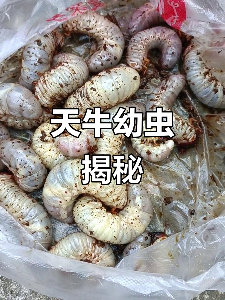 古时斗米虫,竟是这种天牛幼虫!