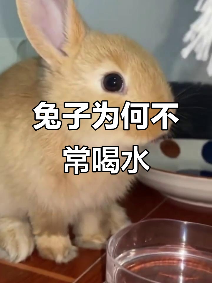 兔子为什么不喝水还能有尿为什么在线 兔子为什么不喝水还能有尿为什么在线