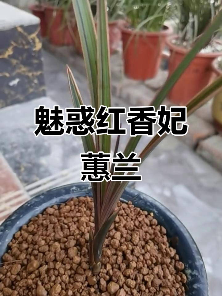 红香妃蕙兰:宽叶红边,魅力十足