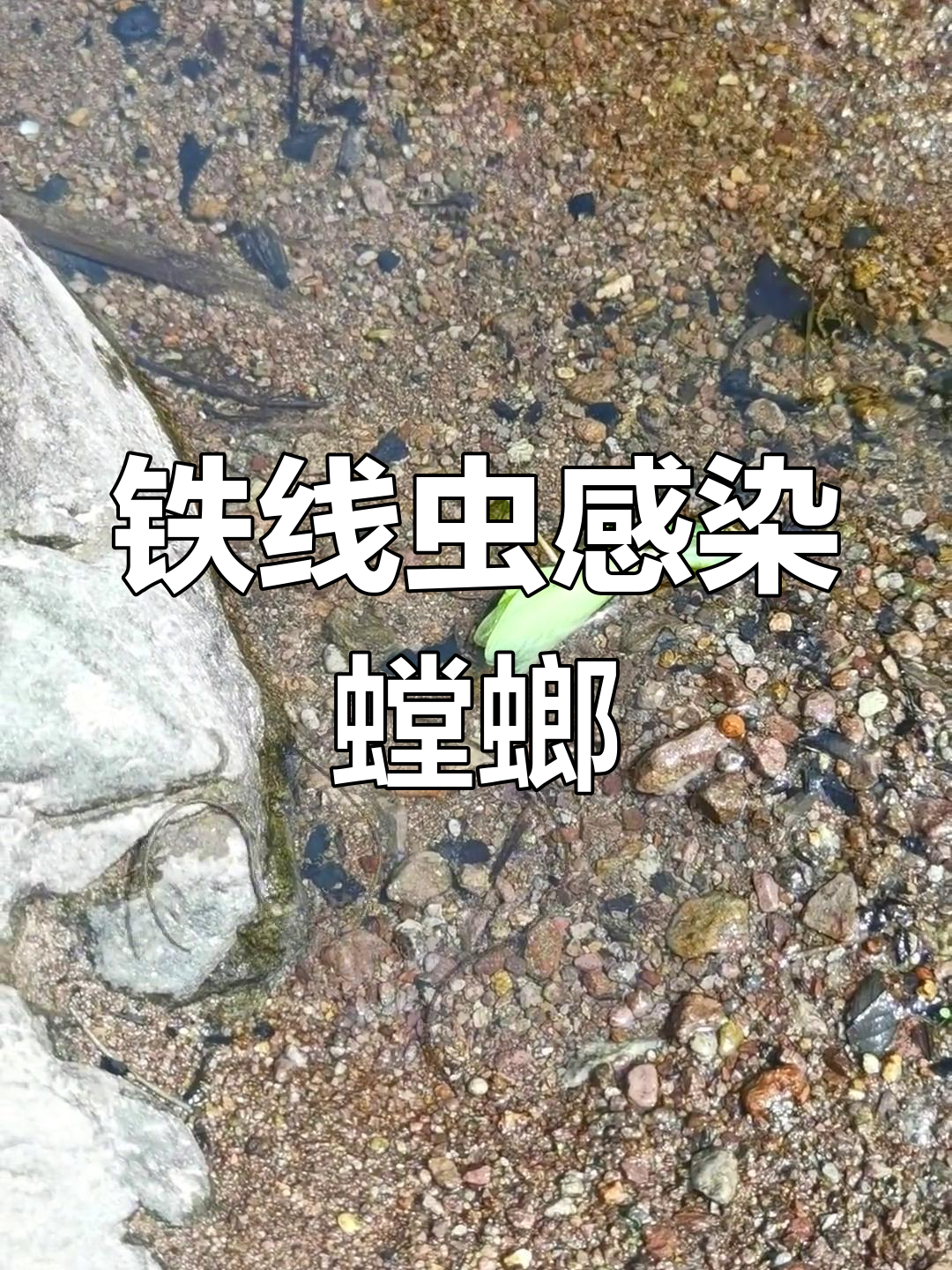 铁线虫从螳螂体内钻出,大量蟑螂跳入水中