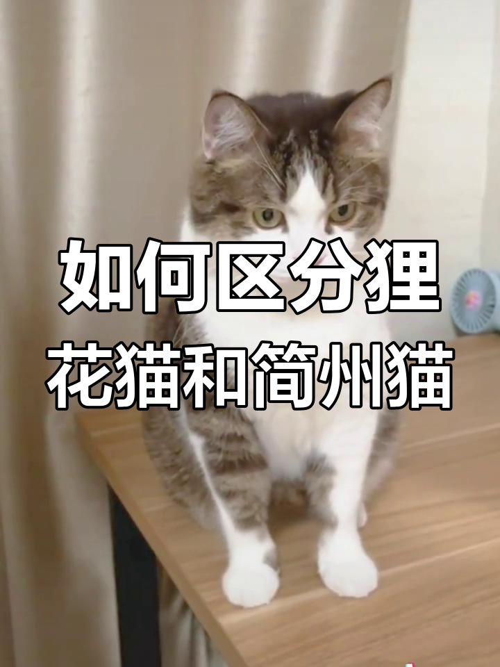 简州猫和狸花猫混交图片