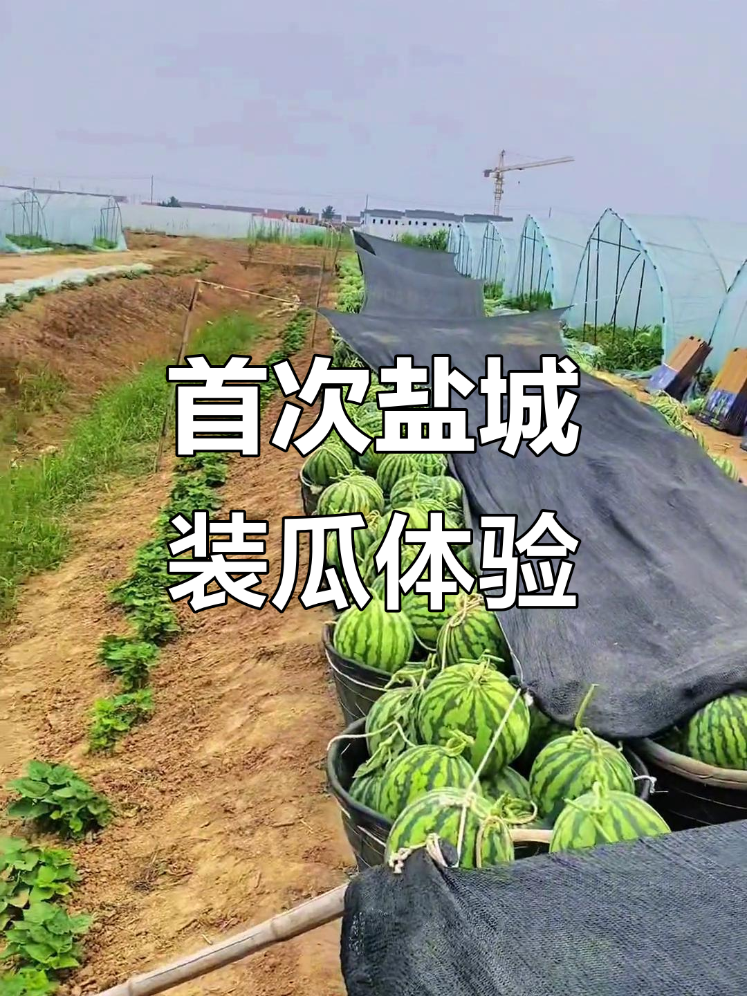 第一次来盐城,西瓜装车大挑战