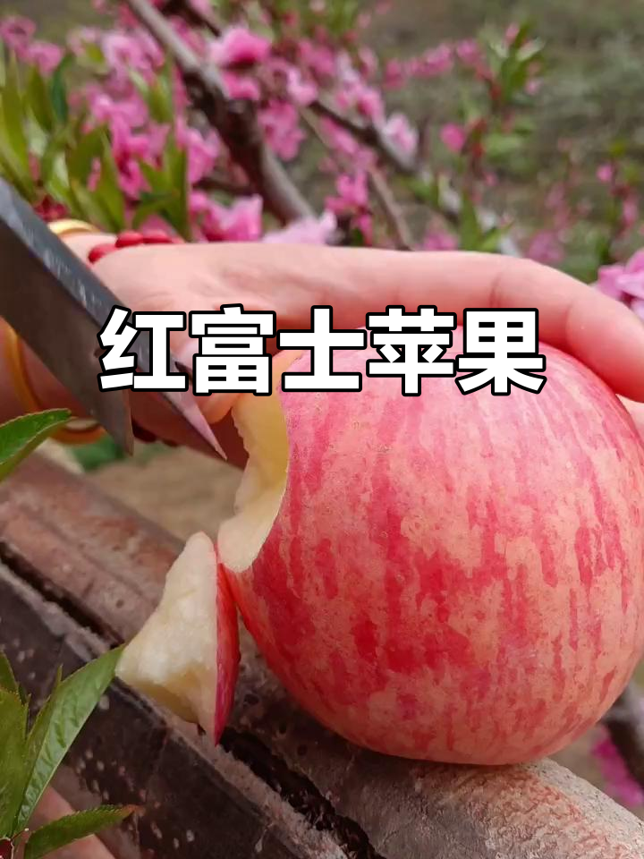 富岗苹果:脆甜多汁,绿色健康,红富士的完美呈现
