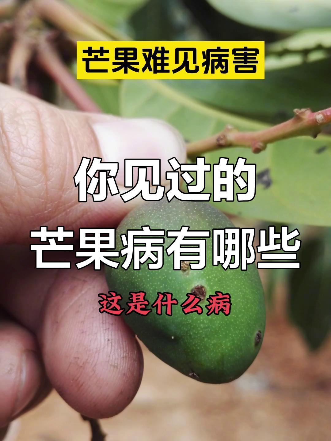 芒果病害大揭秘,这些你见过吗?