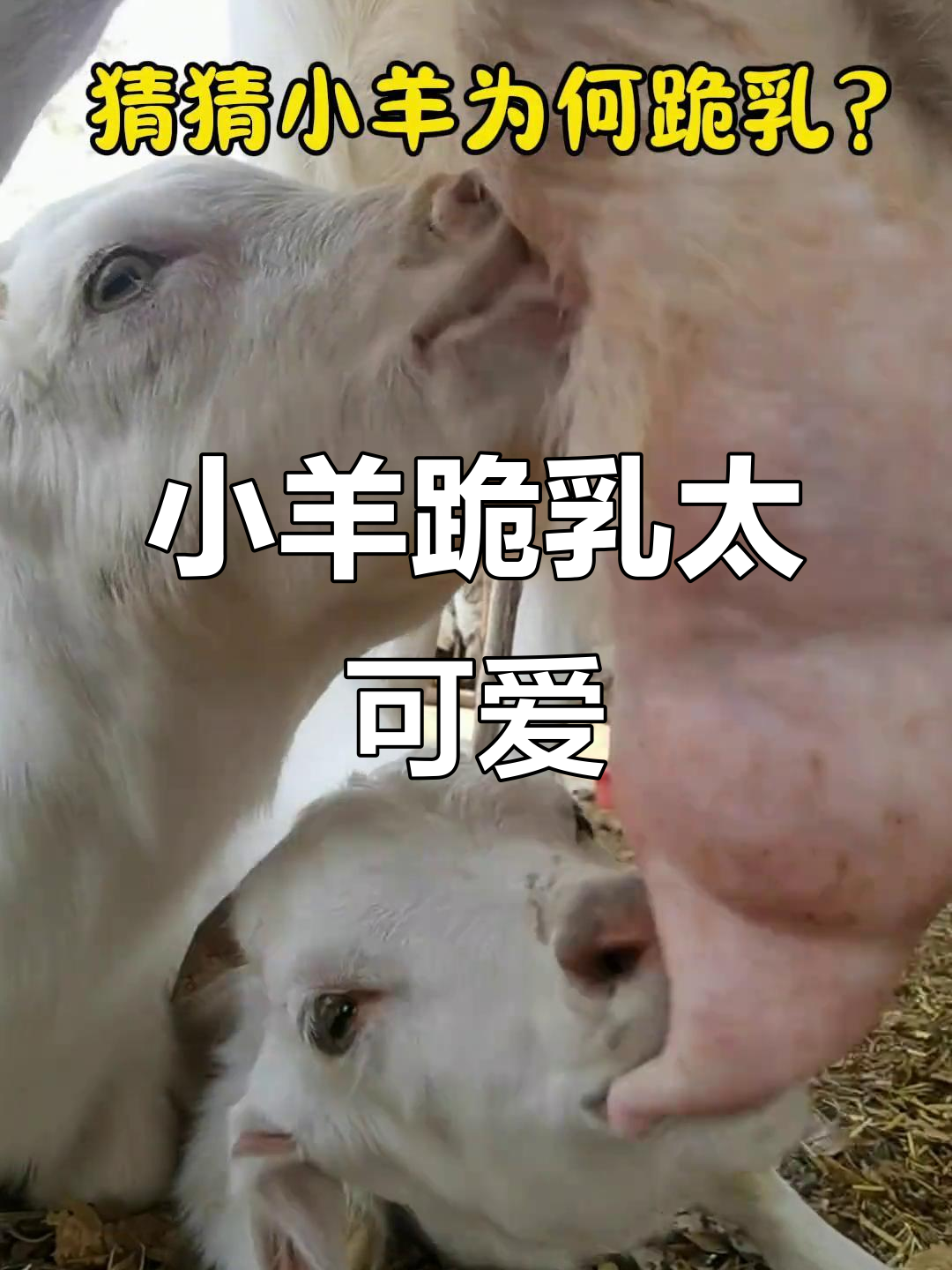 小羊跪乳,解压又治愈!