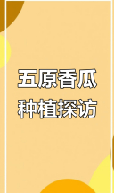 五原灯笼红香瓜种植现场揭秘，品质背后的秘密