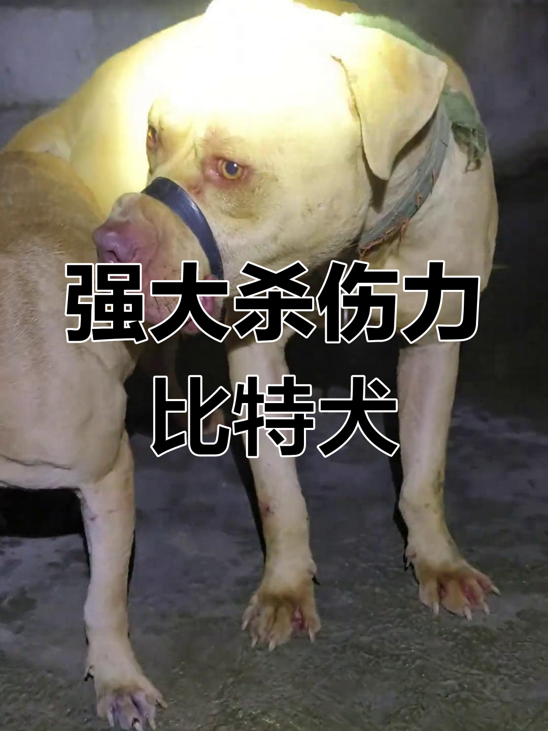 比特犬:斗狗培育的致命武器,痛觉弱,睾丸激素高