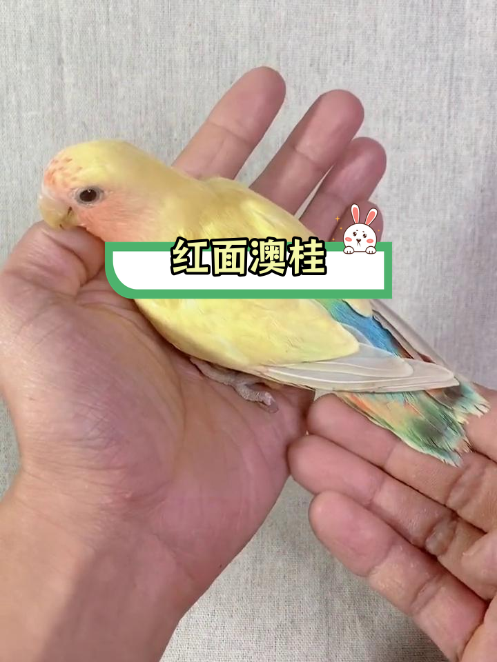蓝腰黄桃鹦鹉,红面澳桂的变异品种
