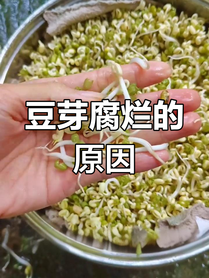 豆芽腐烂的三大原因:水多,油盐接触或温度过高