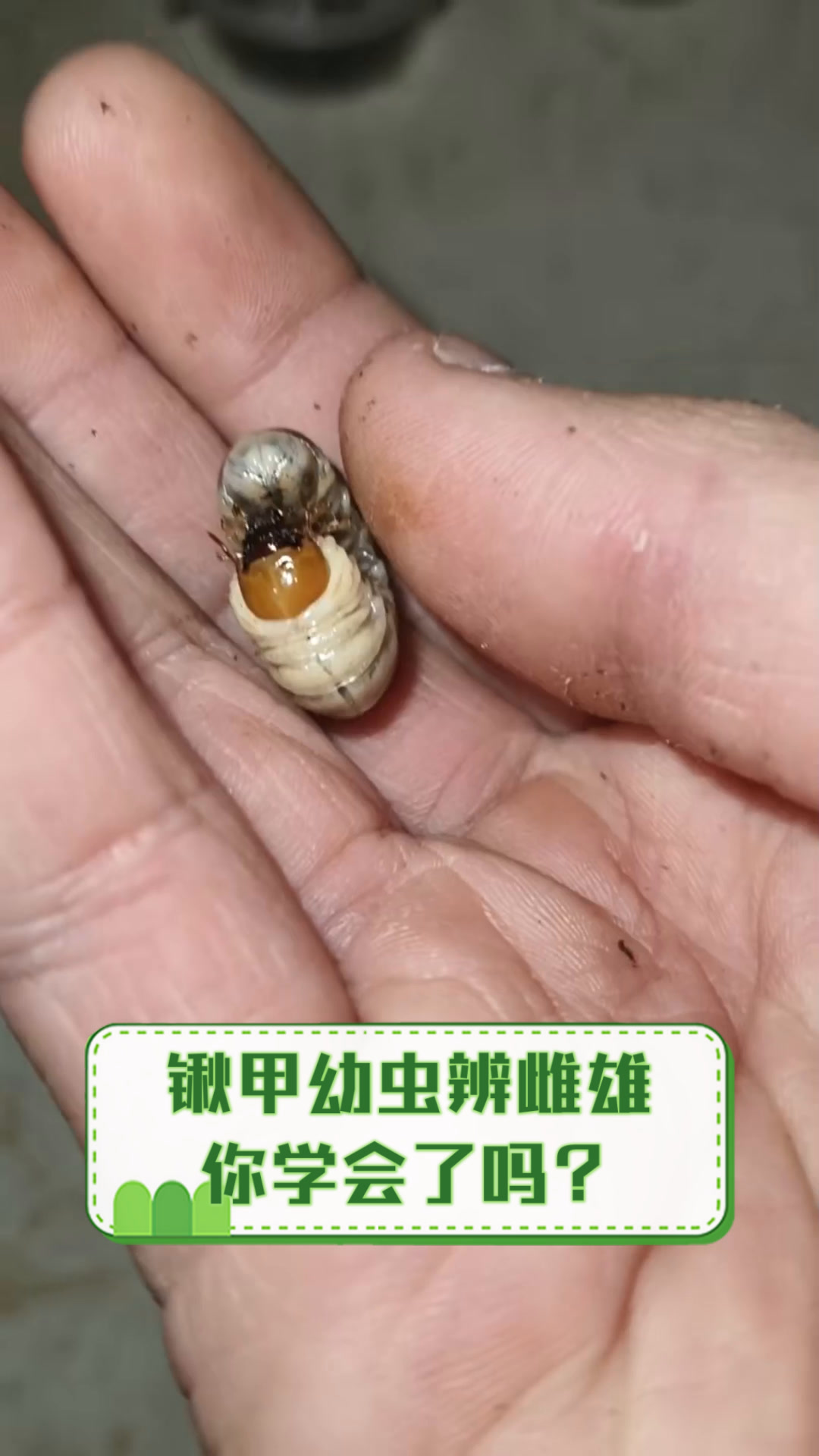 锹甲幼虫辨雌雄,你学会了吗?