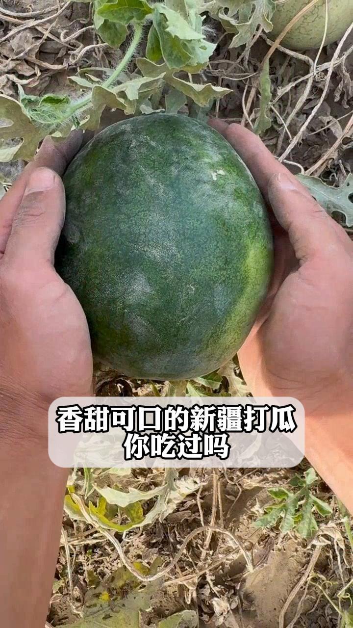 香甜可口的新疆打瓜,你吃过吗
