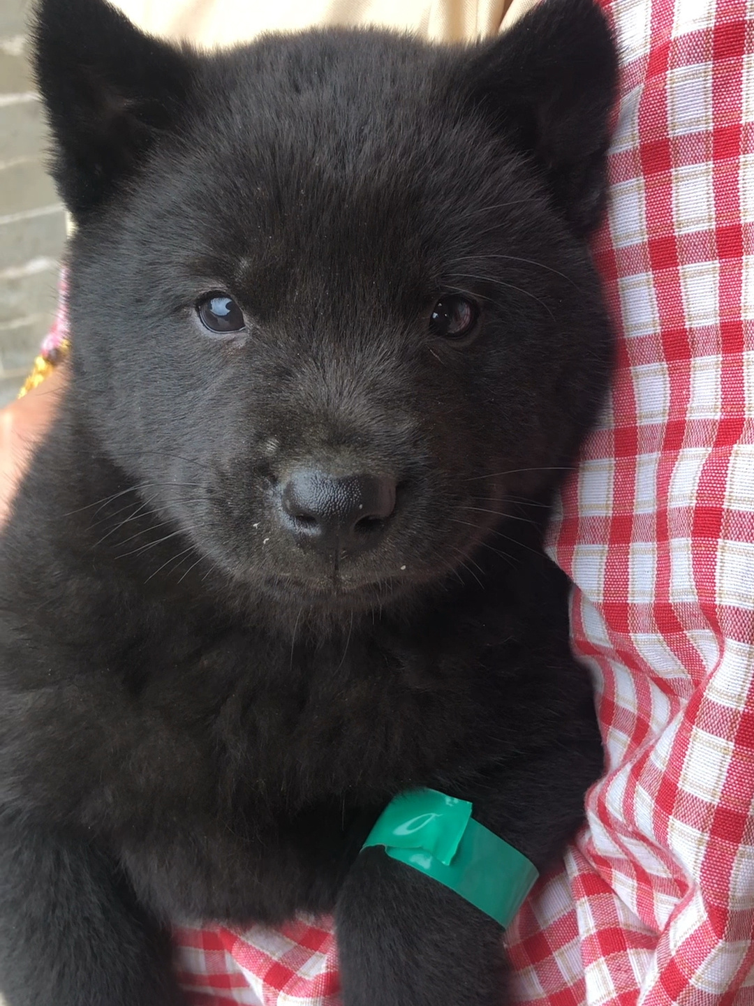 黑狗黑舌头黑喉咙,五黑神犬-度小视