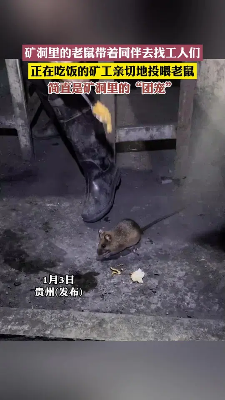 矿洞里的老鼠带着同伴去找工人们-度小视