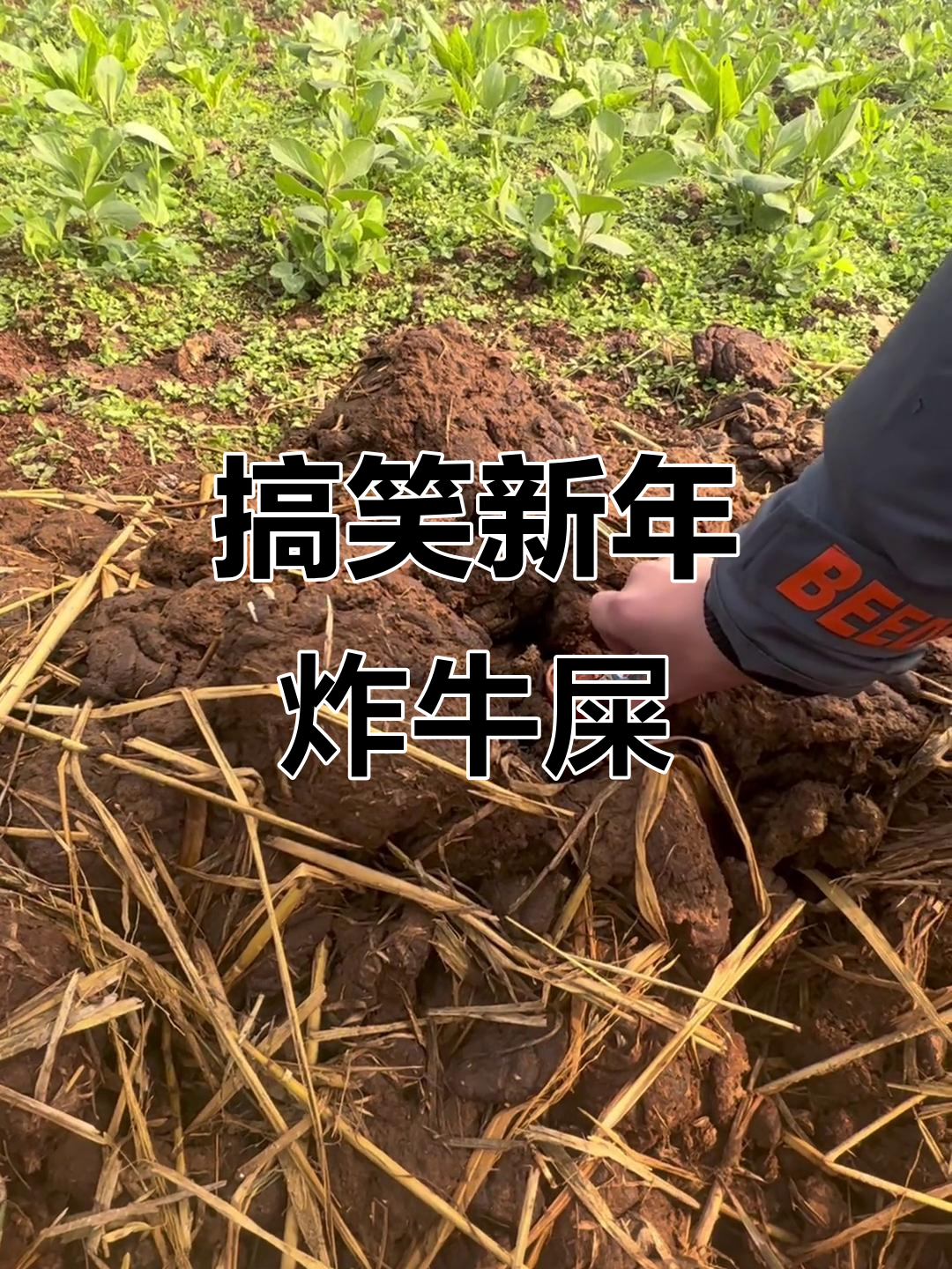 新年大挑战!炸牛屎表演,笑到不行