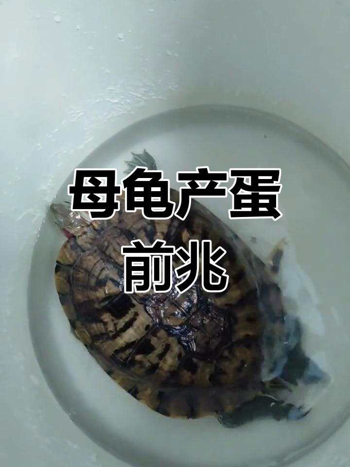 母龟准备产蛋,烦躁不安,连食物都不吃了