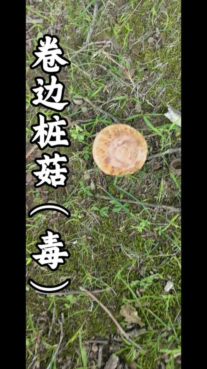 长白山野生菌