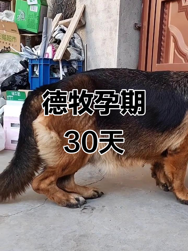 德牧怀孕30天,能否成功产仔?