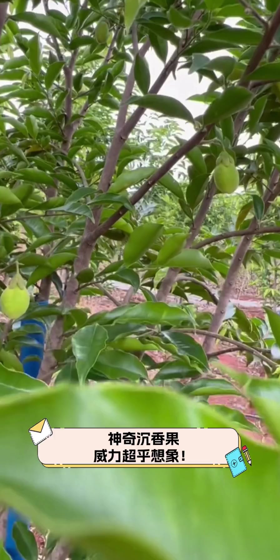 神奇沉香果,威力超乎想象!